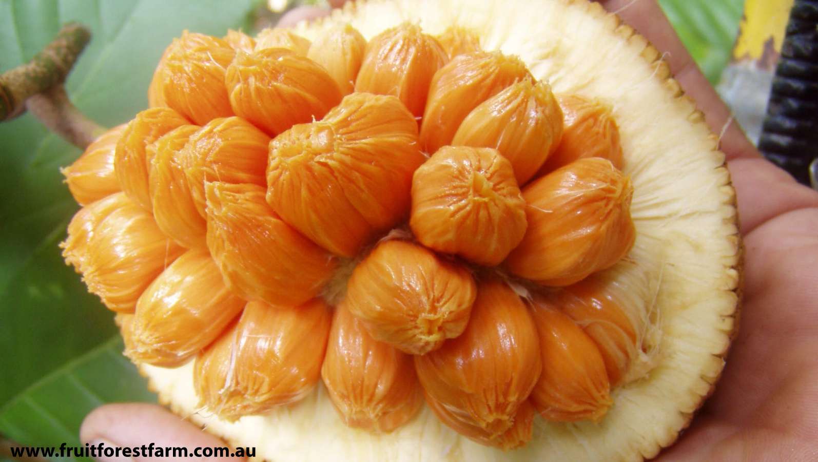 Gallery Fruit Forest Farm