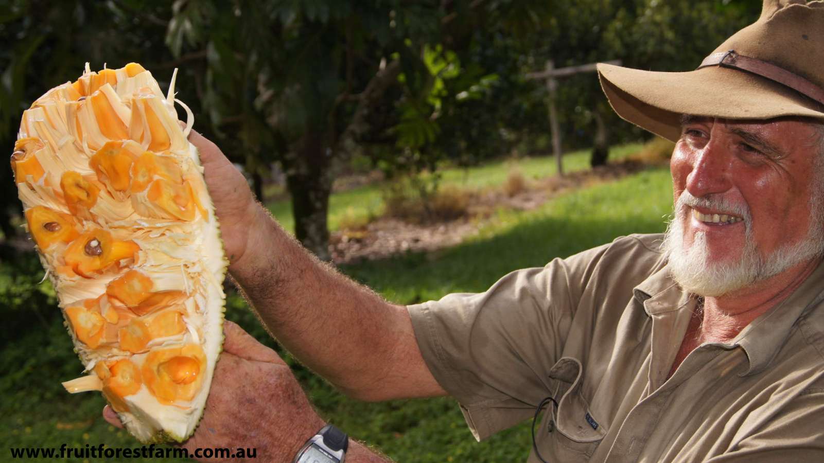 Gallery Fruit Forest Farm