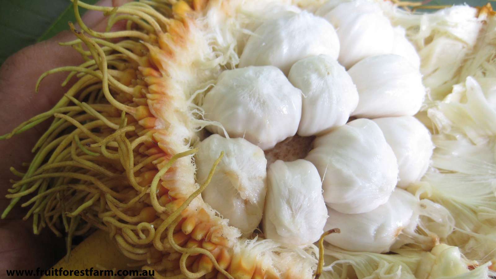 Gallery Fruit Forest Farm