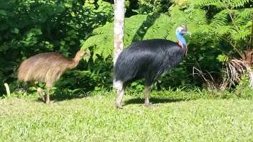 Cassowary with chick